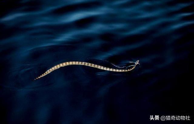 浙江临海警方破获一起特大非法捕捞案，海蛇算不算野生动物？吃它会不会被抓？