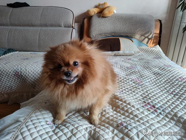 买什么狗好养活:家里想养一条小狗不要太大，性格温顺的，什么品种好养？