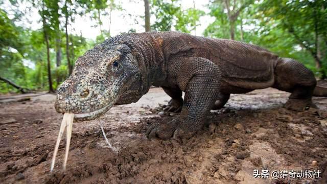 科莫多巨蜥天敌是谁，现存最大的蜥蜴，被神话的科莫多巨蜥，其真正战斗力到底如何