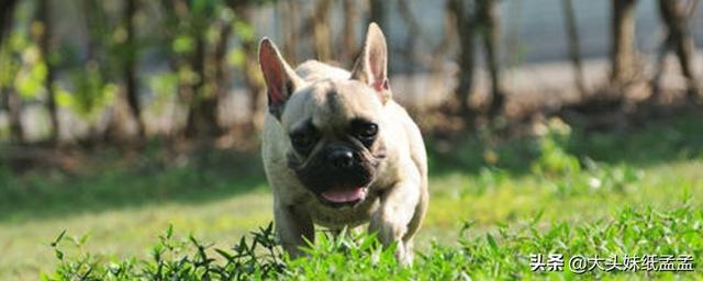 沉默的斗牛犬周燕回王奕:法斗丢了它的结果是什么？