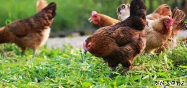 免疫球蛋白动物性饲料:常用的动物性蛋白质饲料有哪些？