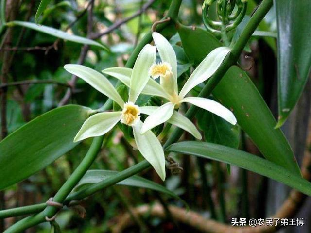 樱花兰花的种植方法:兰花怎么养，兰花的种植方法及栽培技巧？