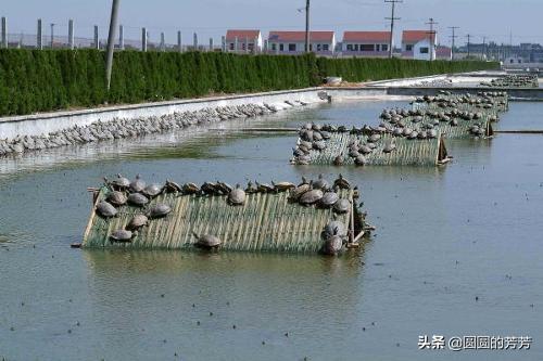 野生水鱼图片:野生甲鱼和养殖甲鱼的有什么区别？