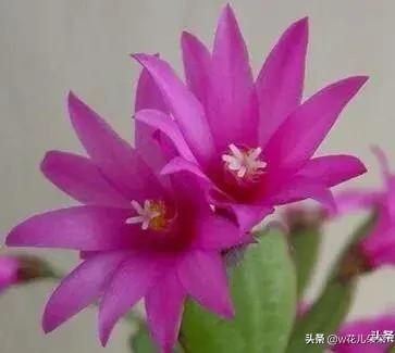 假昙花是昙花吗:我这株是蟹爪兰还是假昙花？有什么区别？