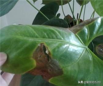 花叶芋穿孔线虫病:清除香芋田间的杂草用什么除草剂比较好？