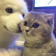 辅猫:自制猫饭比猫粮好吗？可以给猫吃自制猫饭吗？