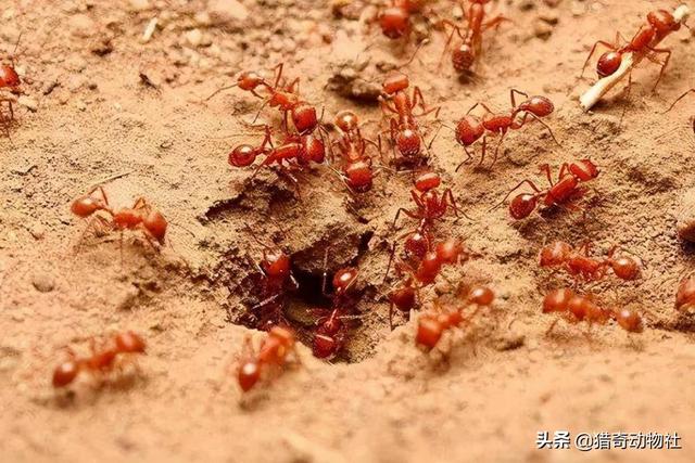 法老蚁咬人:红火蚁屡次杀人！夏季特别活跃，被咬了怎么办？