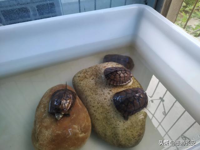 长寿龟养一只还是一对:长寿龟怎么养才能活多久 如何喂养小乌龟？一定要买一对吗？