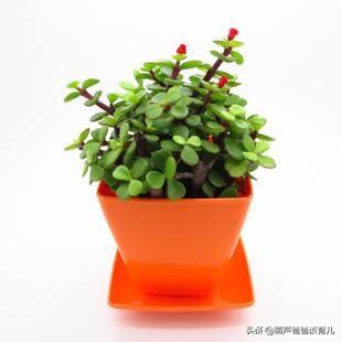幼儿园学什么,幼儿园小班都学什么东西啊？