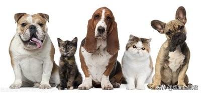 猫狗宠物知识问答:求问猫更好养还是狗更好养呢？