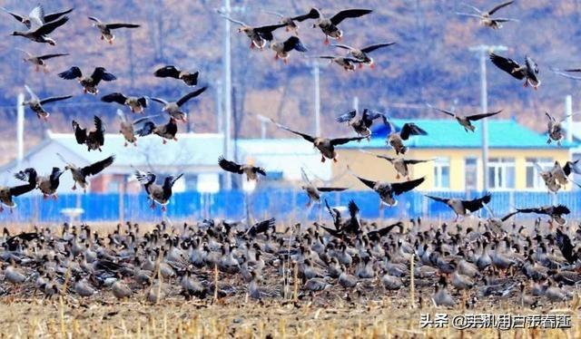 廊坊禽流感:北京发现首例人感染H7N9禽流感病例，该如何做好预防