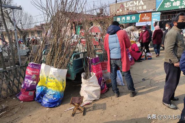 我现在需求娃娃鱼种苗:现在什么树苗的销售量较好？