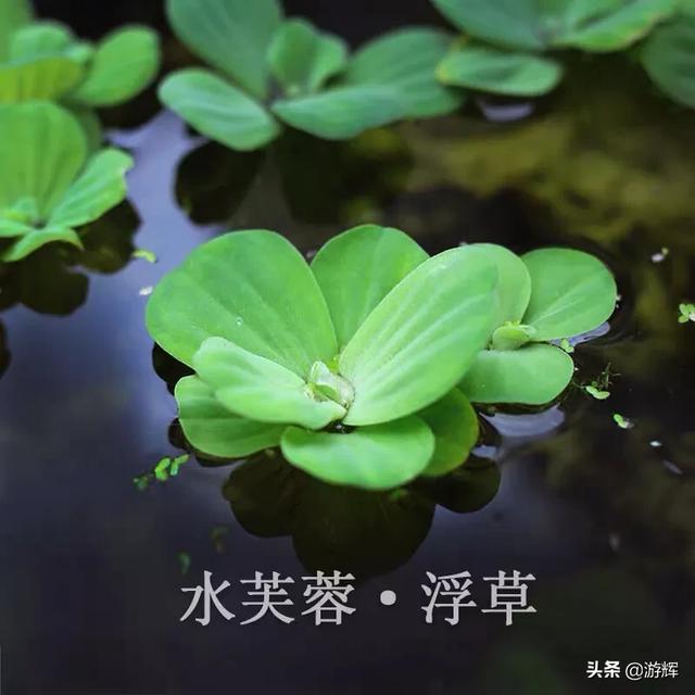 头条问答 鱼缸里的水生植物能否净化水质 8个回答