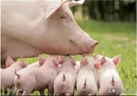 酒糟可以喂猪吗，在农村养猪，母猪能喂酒糟吗？