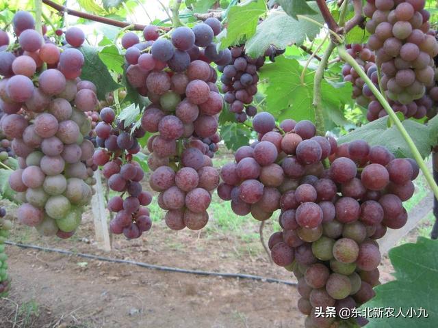 红乳葡萄种植视频:致富经葡萄种植视频 露天红宝石葡萄前期怎样管理？