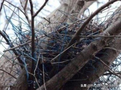 黑喉草雀的生活环境:乌鸦一般在什么地方环境下搭窝？