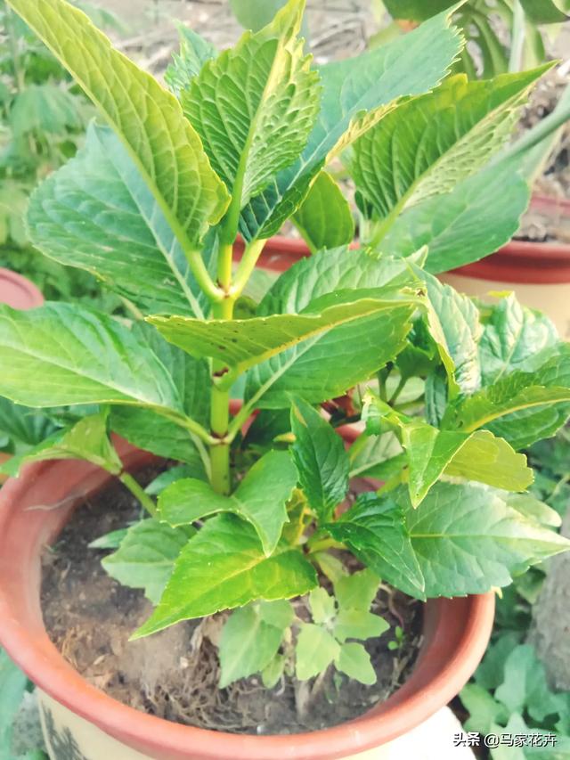 八仙花图片:绣球花应该在什么时间段浇水？早晨和下午哪个时段更好一些？