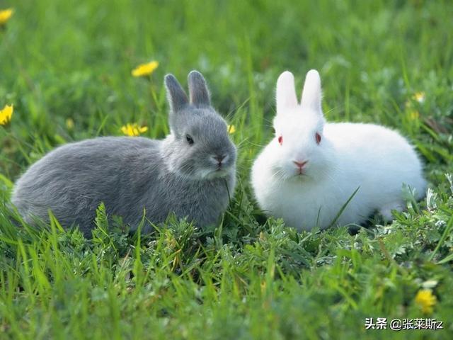 兔子怎么养宠物兔子怎么养:兔子怎么养（怎么养兔子）？