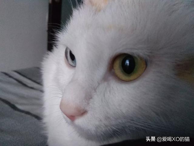 帕拉斯猫的视力:猫咪会得近视吗？为什么？