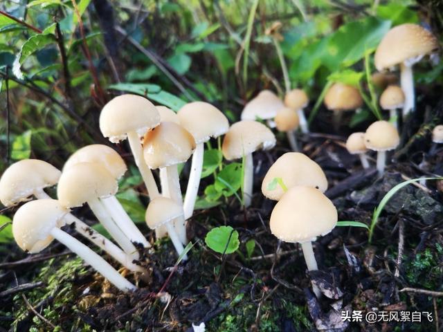 手机拍照时应该怎样正确持机，可以保证拍摄清晰，稳定