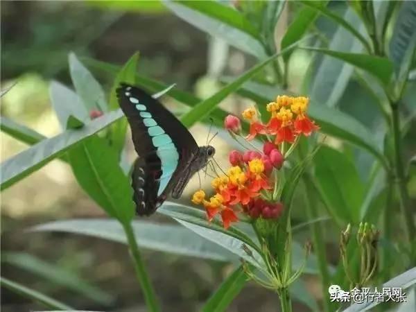 哈尼族白鹇鸟:为什么古代的文武百官衣服上都纹有飞禽走兽啊？