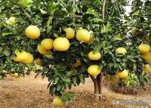 介壳虫 洗衣粉:柚子树病虫防治用什么农药？