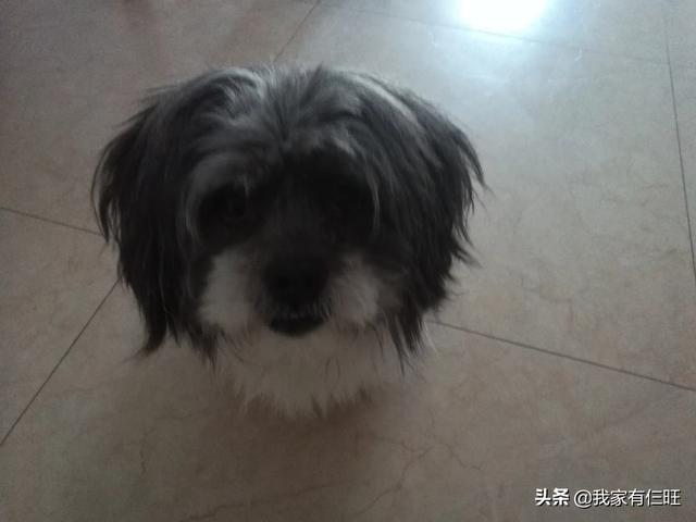 人会携带犬冠状病毒么:宠物感染新冠病毒会传染人吗？