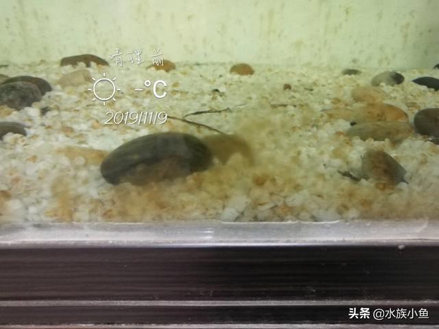 鱼缸褐藻,土霉素能杀死鱼缸内褐藻吗？