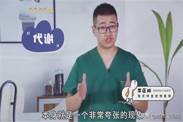 猫咪掉毛怎么办,如何快速清理猫咪掉的毛？
