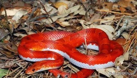 家中贵子出生的前兆,你相信历史上名人出生，总是天生祥瑞吗？