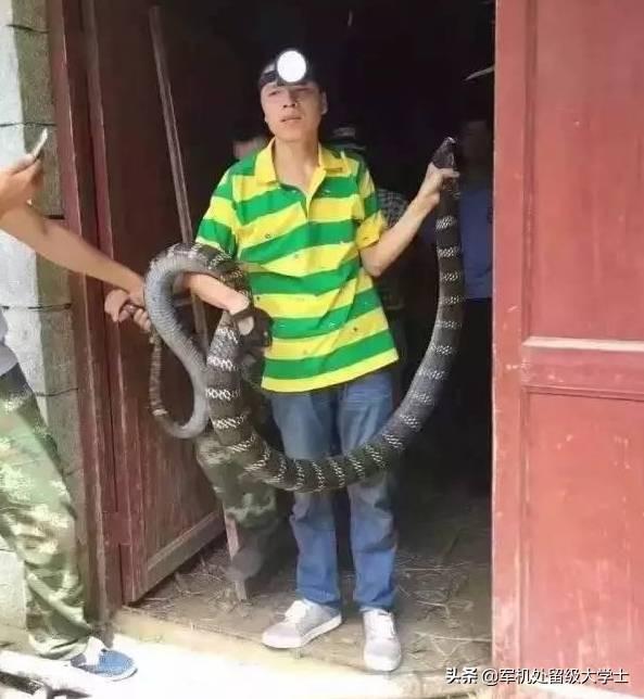眼镜王蛇vs银环蛇图片:眼镜王蛇能不能打过黄鼠狼？在农村遇到眼镜王蛇怎么办？
