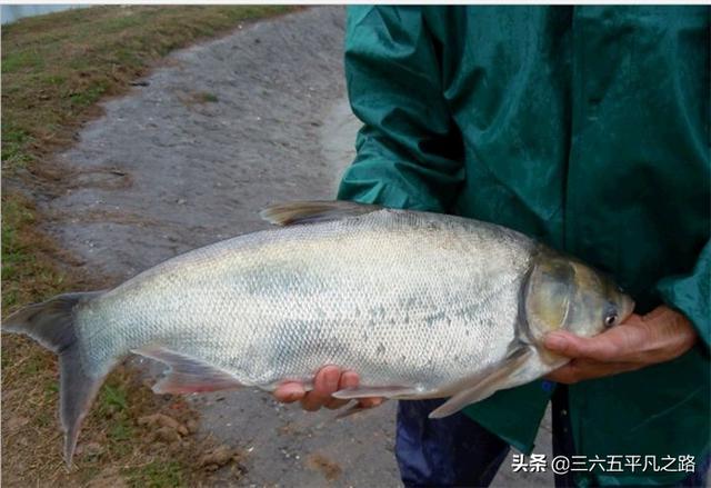 裸斑鱼到底好不好吃，你认为黑龙江省最好吃的鱼是什么鱼？