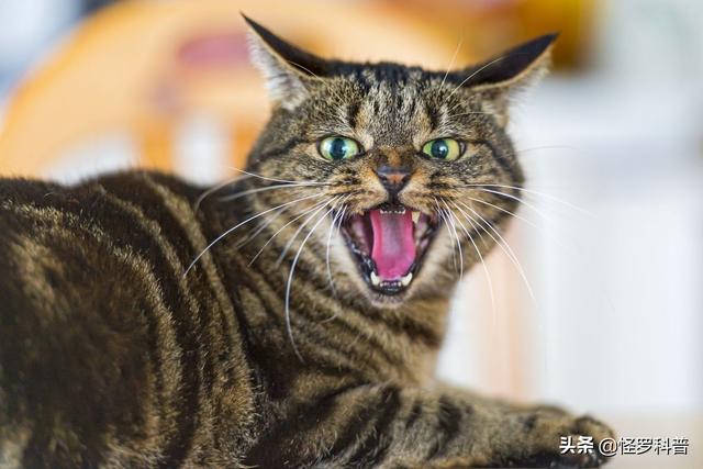 吸猫什么意思啊怎么还有罪:猫咪会有吃掉主人的意图吗？为什么？