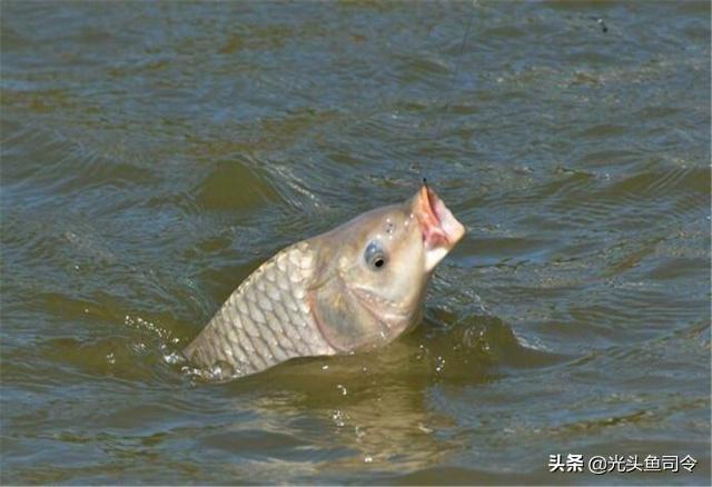 头像红鱼图片:红鱼头像图片大全 鲤鱼一年能长多大？你钓到过多大的鲤鱼？