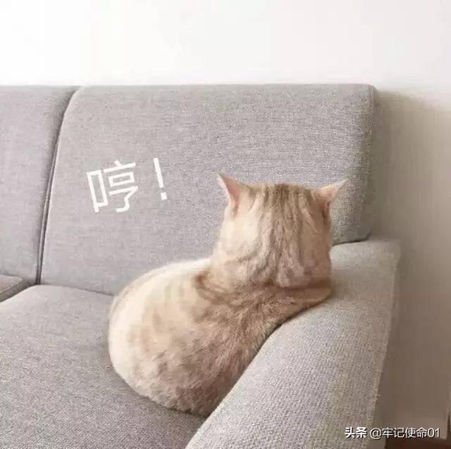 猫咪日常表情包动图:猫咪nonono表情包动图 为什么一个男生总是爱发小猫的表情包？