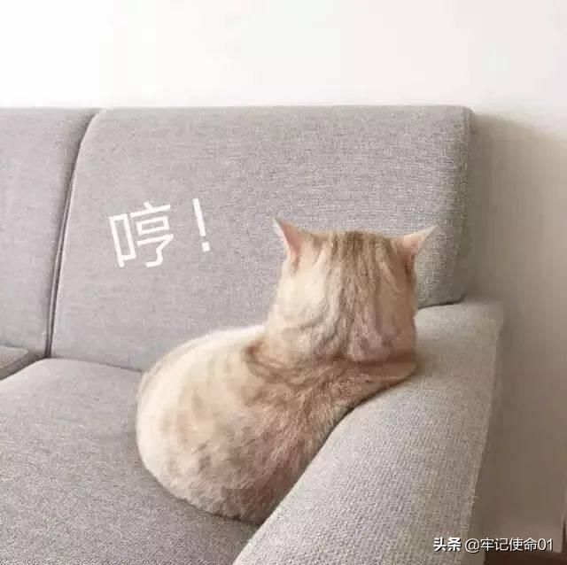 国美狗图片幼犬 表情:为什么一个男生总是爱发小猫的表情包？