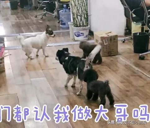 为什么有人会讨厌泰迪犬，为什么有些养狗的人不喜欢泰迪