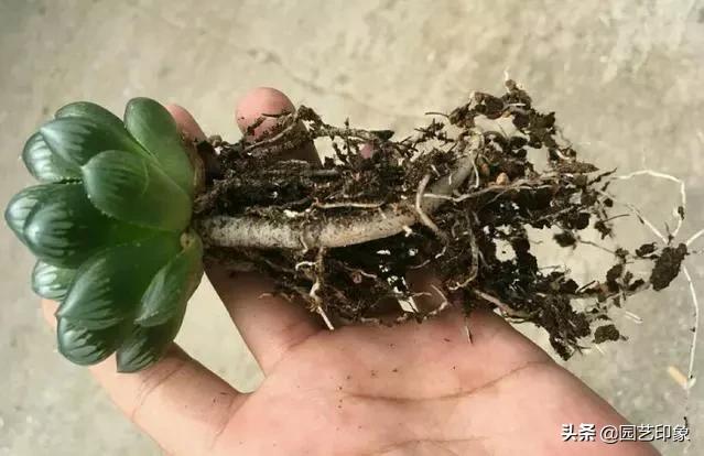条纹十二卷:为什么多肉12卷发根慢呢？