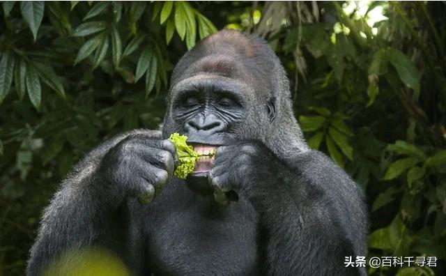 山地大猩猩:为什么感觉花豹经常能轻易杀死黑猩猩和大猩猩并且捕食？