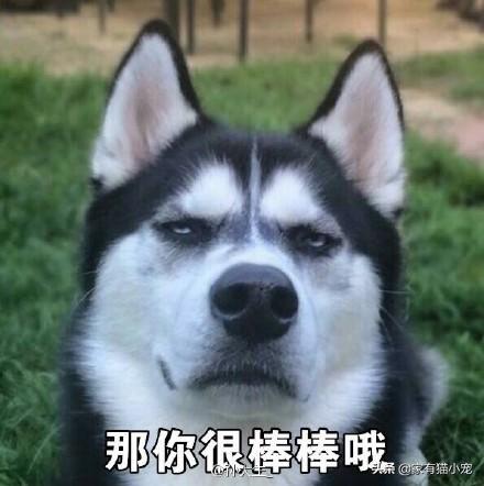 法国獒犬:有哪些狗狗可以做军犬？为什么？