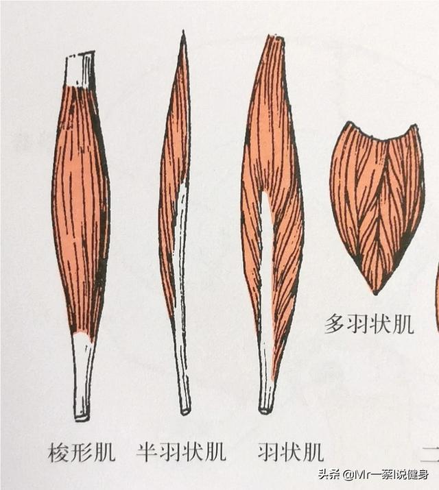 腋斑普提鱼之隆头鱼科:腋斑普提鱼分布区域 肩膀后面的部分好难练，怎么练都练不大，怎么办？