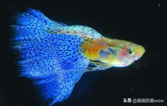 热带鱼