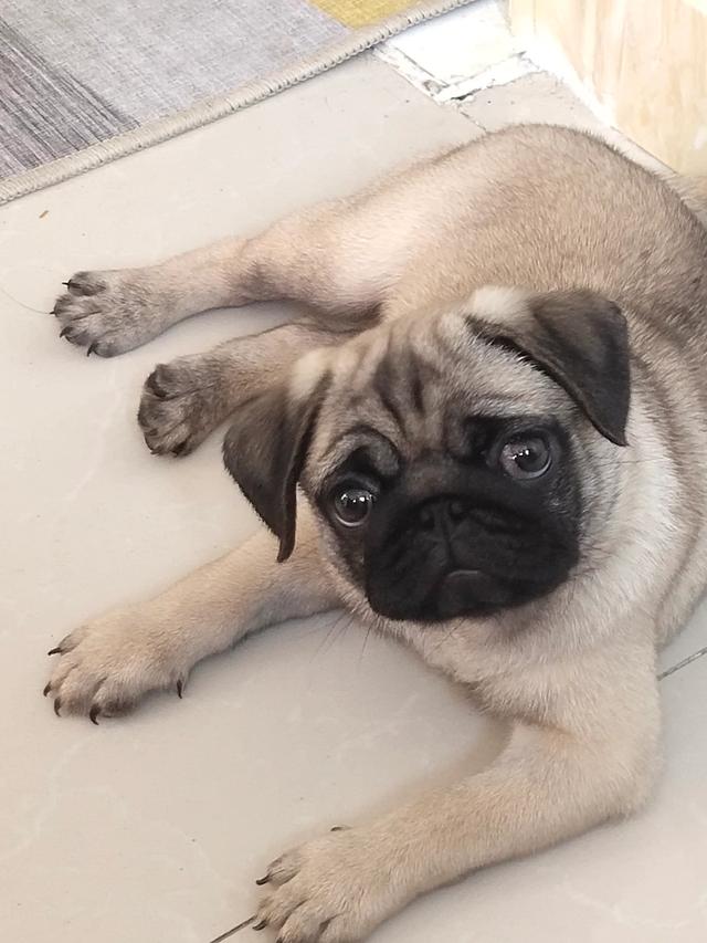 不爱叫适合家养的小型犬:小型犬，短毛，好训练，聪明，有这样的狗吗？