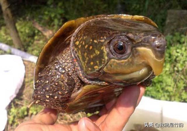 黄河大龟的传说，《山海经》中异兽旋龟，现在究竟还有没有