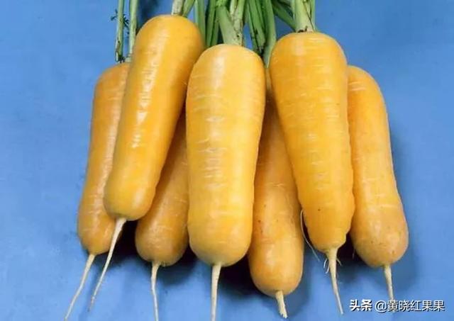 胡萝卜种植,山葫萝卜可以人工养殖吗？