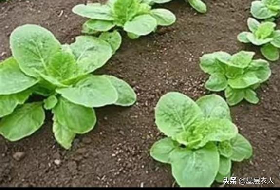 种植大白菜什么时候浇水最好，怎样种植白菜能高产，先浇水还是先播种
