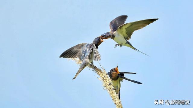 真实拍到凤凰的照片，一只燕子飞过来，怎样抓拍成功的照片