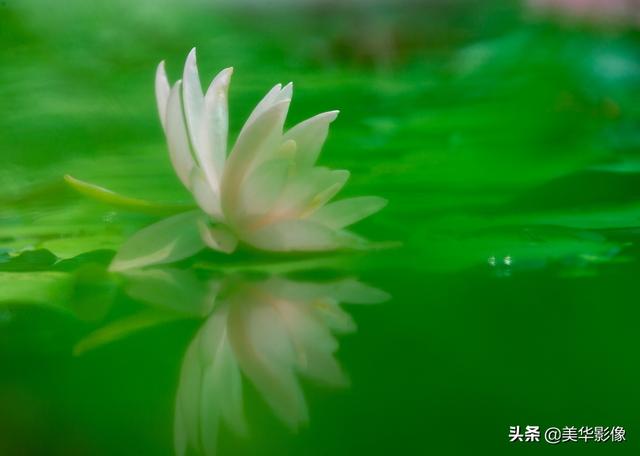拍摄花鸟，你有什么小技巧么有照片吗(拍鸟对焦技巧)