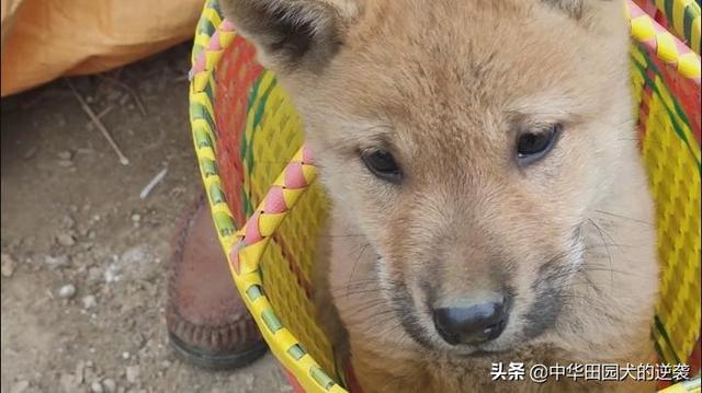 宠物犬图片中华田园犬:你们为什么喜欢中华田园犬？中华田园犬和名贵犬你们要哪个？