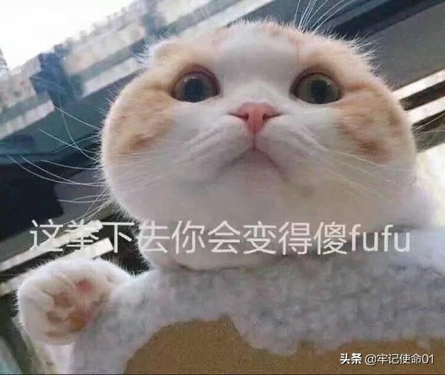 猫咪日常表情包动图:猫咪nonono表情包动图 为什么一个男生总是爱发小猫的表情包？